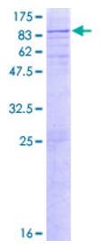 SDS-PAGE (GNS-5101H).jpg